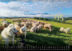 � Vladim�r Skube� � Pastierske psy str�ia ovce pri Liptovskom Ondrej (m�j)