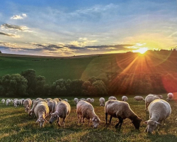 Ov�ie st�da pri Liptovskom Ondreji