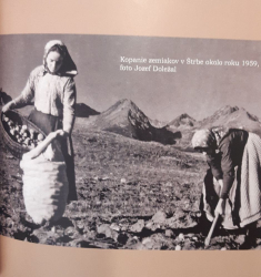 Recept�r liptovsk�ch gazdiniek - kopanie zemiakov 